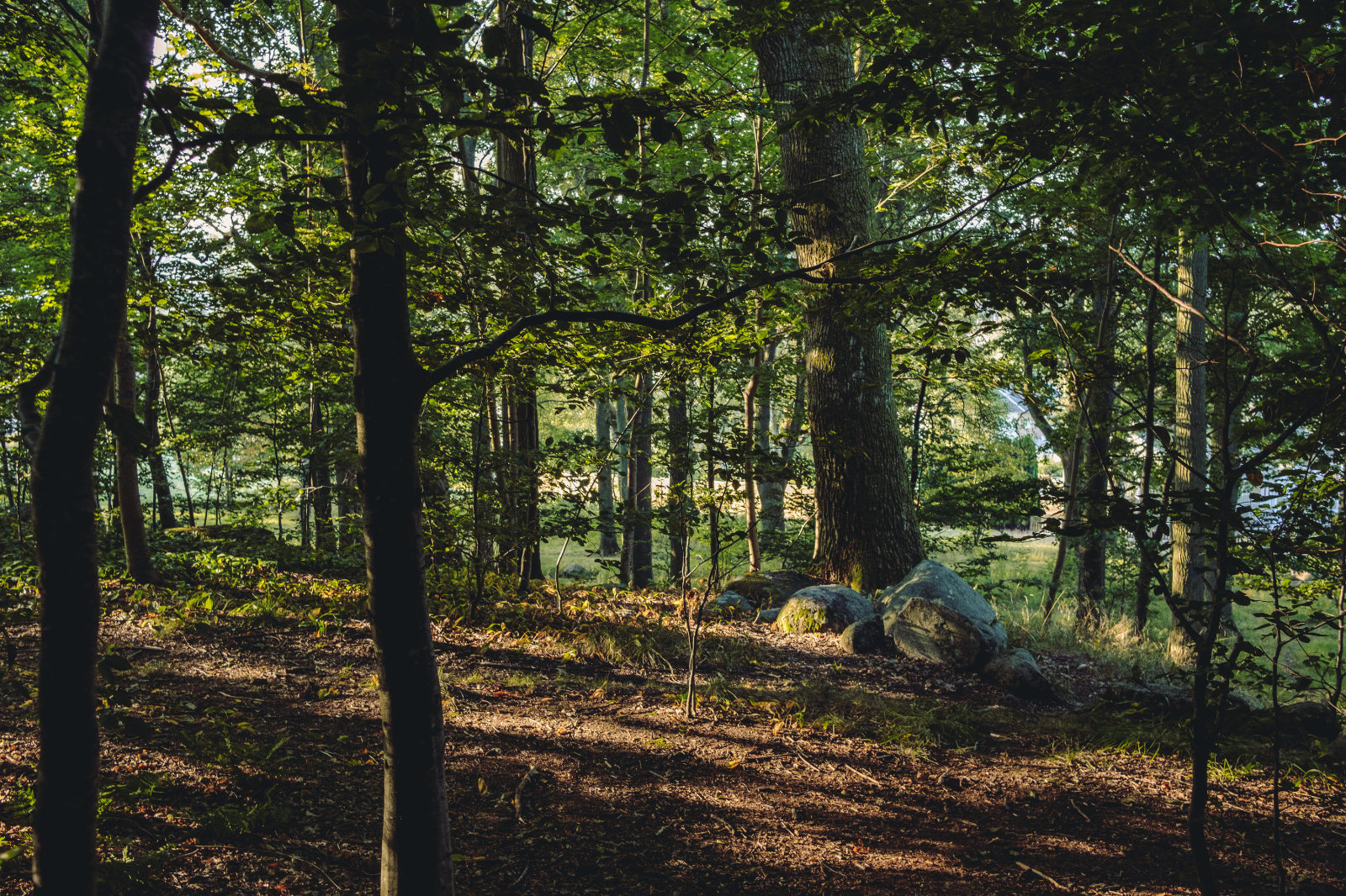Peaceful forest setting, representing retreat and reflection